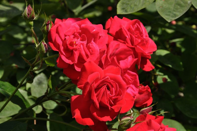 Kletterrose 'Gruß an Heidelberg' ® - Rosa 'Gruß an Heidelberg' ® KL