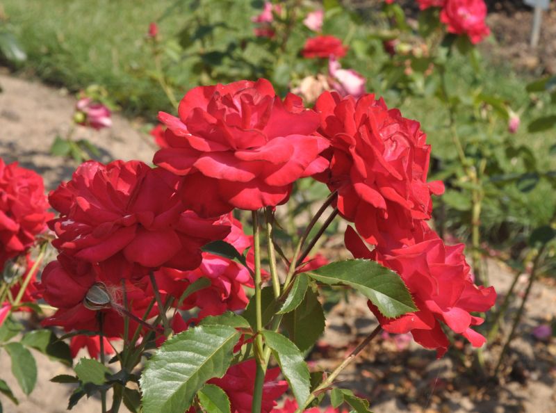 Kletterrose 'Gruß an Heidelberg' ® - Rosa 'Gruß an Heidelberg' ® KL