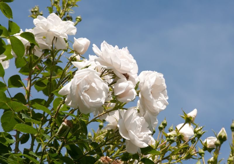 Kletterrose 'Hella' ® ADR-Rose - Rosa 'Hella' ® KL