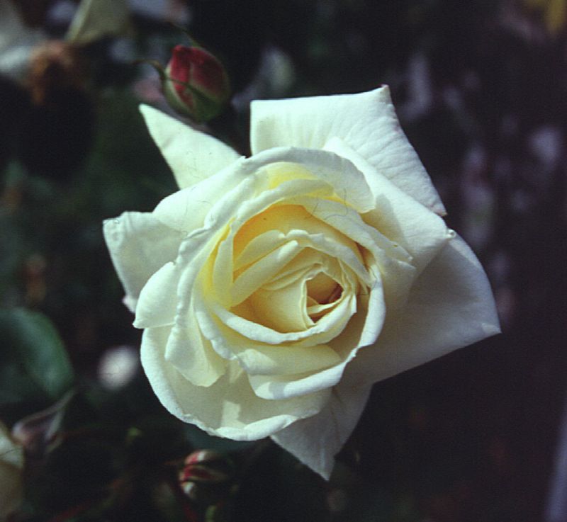Kletterrose 'Ilse Krohn Superior' ® - Rosa 'Ilse Krohn Superior' ® KL