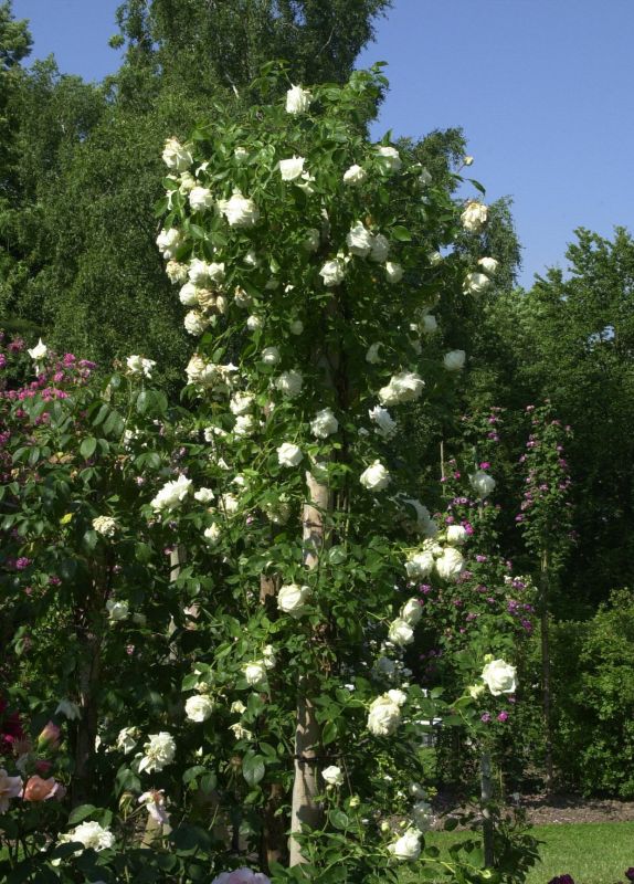 Kletterrose 'Ilse Krohn Superior' ® - Rosa 'Ilse Krohn Superior' ® KL