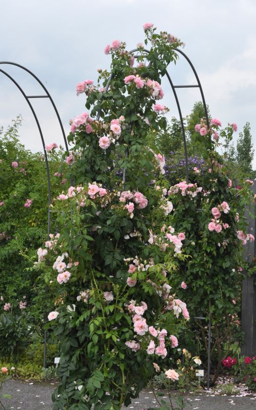 Kletterrose 'Kir Royal' ® ADR-Rose - Rosa 'Kir Royal' ® KL