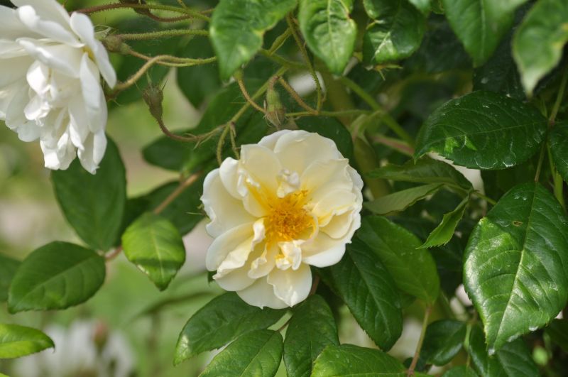 Kletterrose 'Lykkefund' - Rosa 'Lykkefund' KL