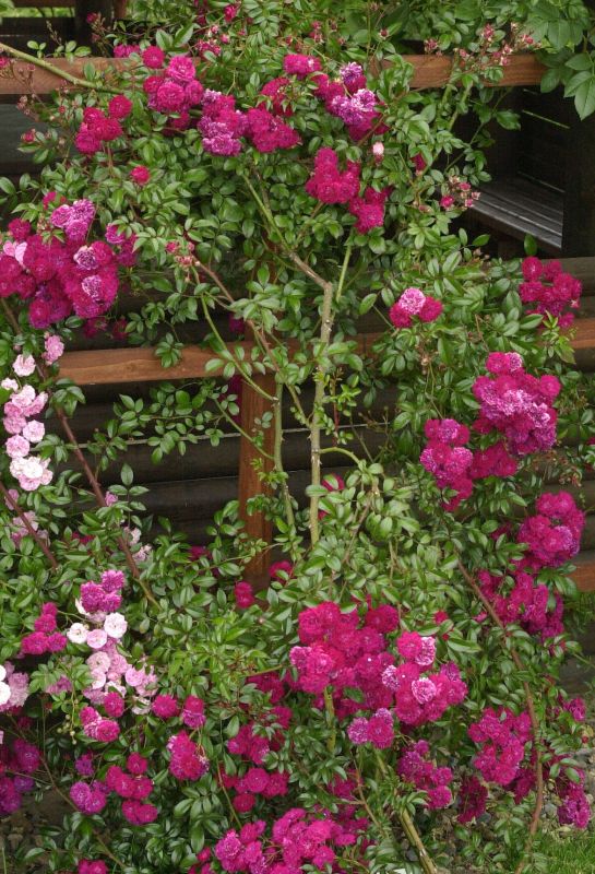 Kletterrose 'Momo' ® - Rosa 'Momo' ® KL