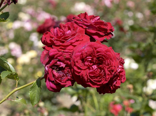 Kletterrose 'Naheglut' ® - Rosa 'Naheglut' ® KL
