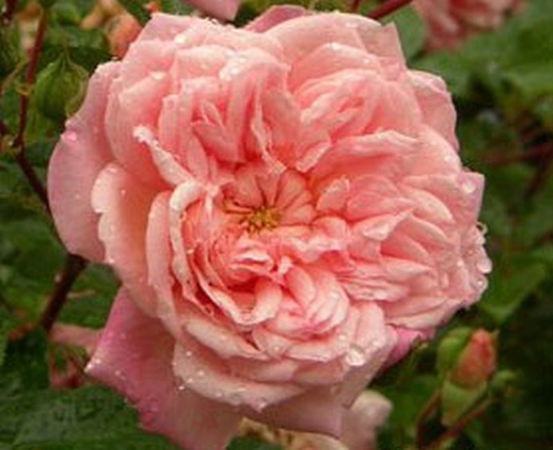 Kletterrose 'Paul Noel' - Rosa 'Paul Noel' KL
