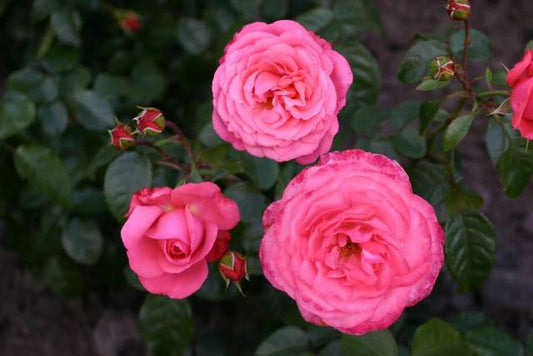 Kletterrose 'Rosanna' ® - Rosa 'Rosanna' ® KL