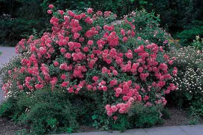 Kletterrose 'Rosarium Uetersen' ® - Rosa 'Rosarium Uetersen' ® KL