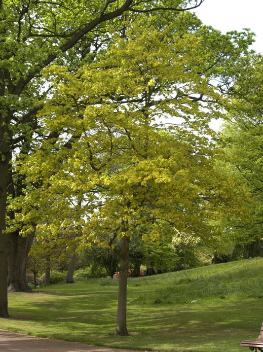 Kolchischer Goldahorn - Acer cappadocicum 'Aureum'