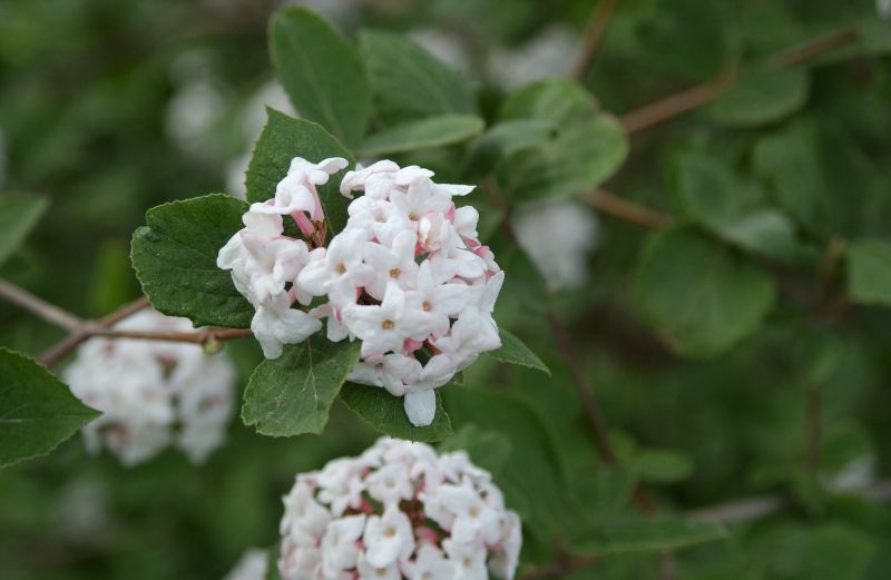 Koreanischer Schneeball - Viburnum carlesii