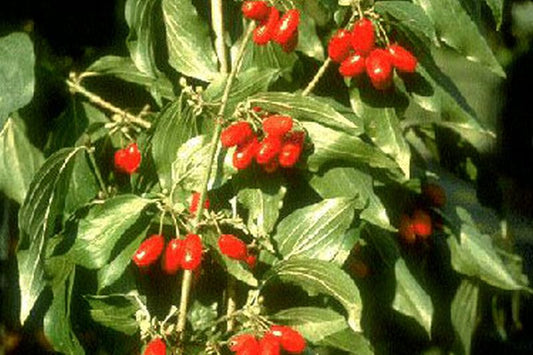 Kornelkirsche - Cornus mas
