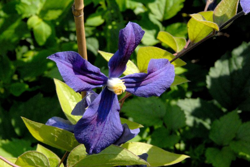 Krautige Garten-Waldrebe - Clematis durandii
