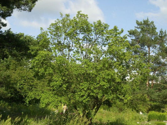 Kreuzdorn - Rhamnus cathartica