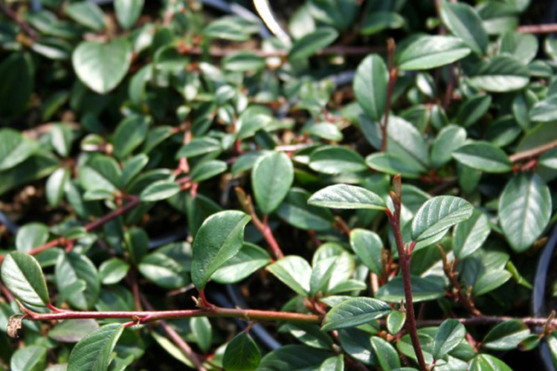 Kriechmispel 'Cardinal' - Cotoneaster dammeri 'Cardinal'