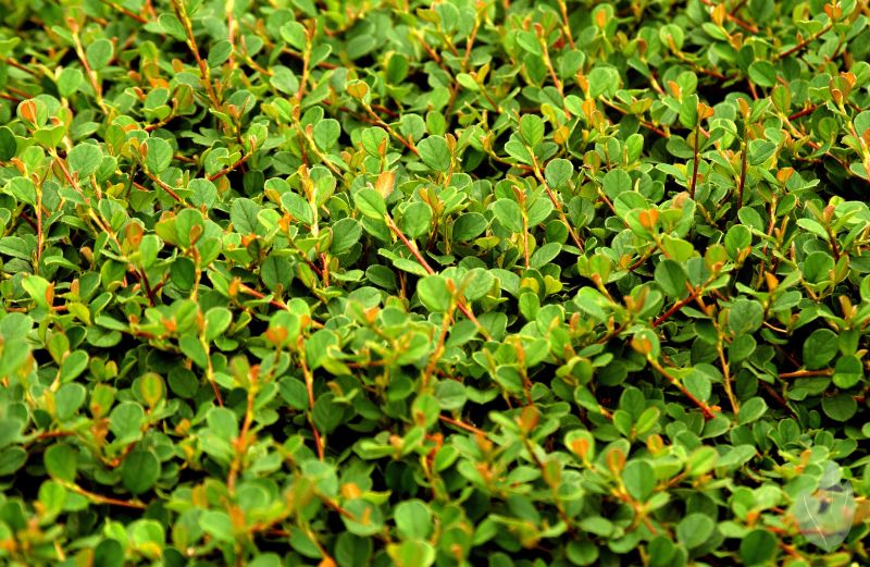 Kriechmispel 'Mooncreeper' - Cotoneaster dammeri 'Mooncreeper' ®