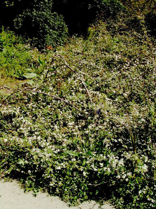 Kriechmispel 'Parkteppich' - Cotoneaster salicifolius 'Parkteppich'