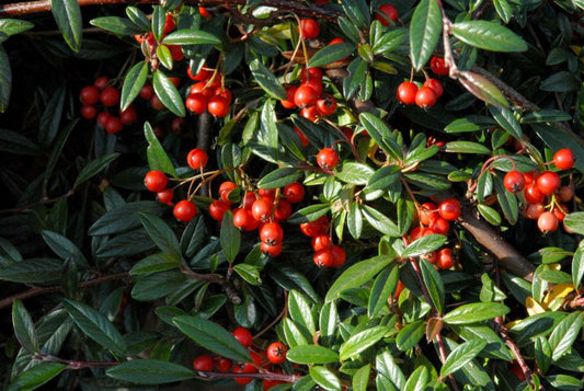 Kriechmispel 'Repens' - Cotoneaster salicifolius 'Repens'