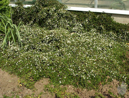 Kriechmispel 'Streibs Findling' - Cotoneaster micro.'Streibs Findling'