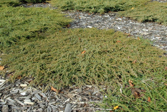 Kriechwacholder 'Green Carpet' - Juniperus com.'Green Carpet'