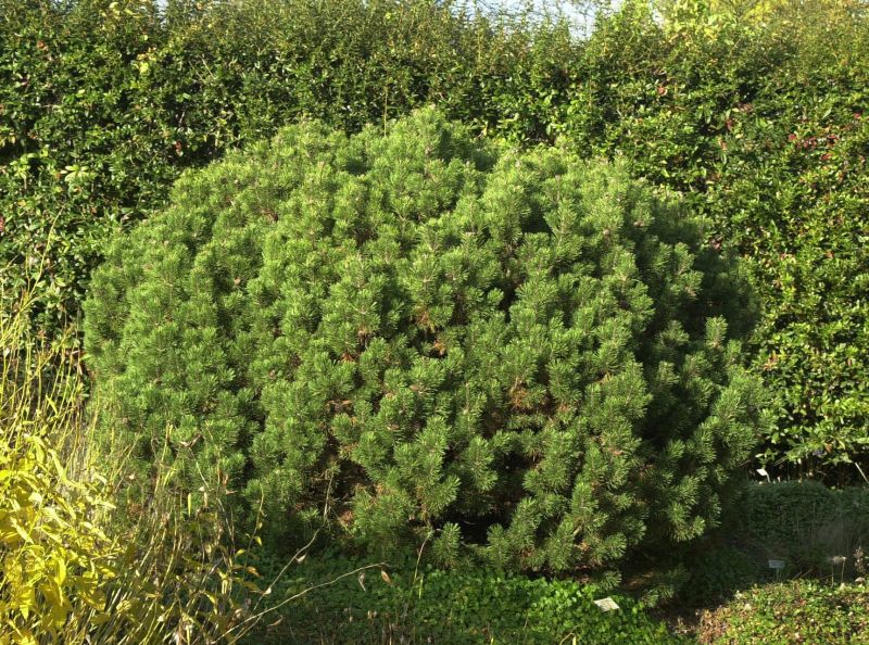 Kugel-Kiefer 'Mops' - Pinus mugo 'Mops'