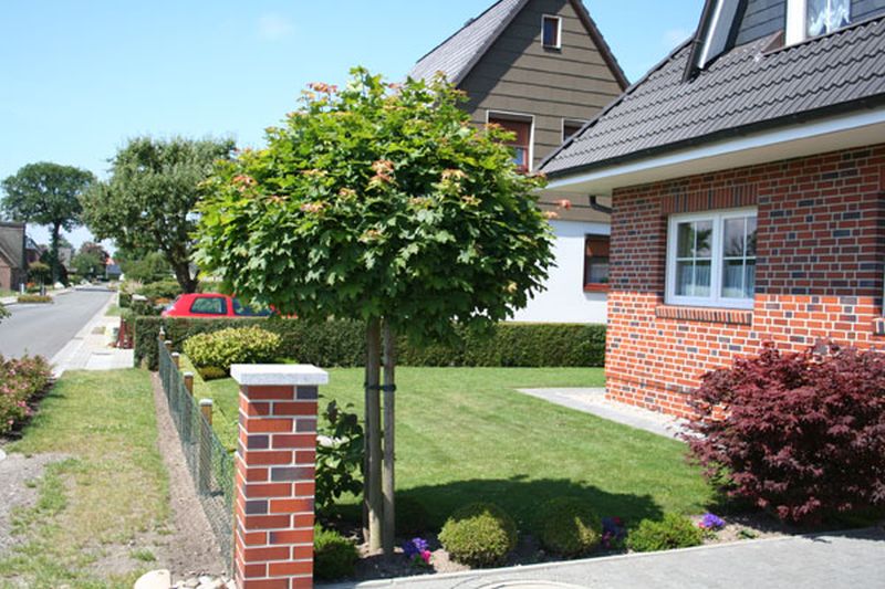 Kugelahorn 'Globosum' - Acer platanoides 'Globosum'