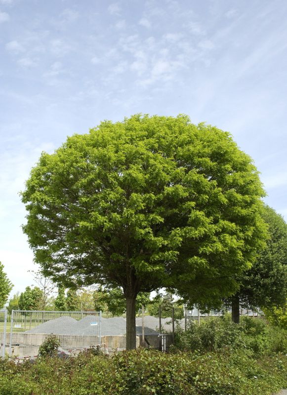 Kugelakazie / Kugelrobinie - Robinia pseudoacacia 'Umbraculifera'
