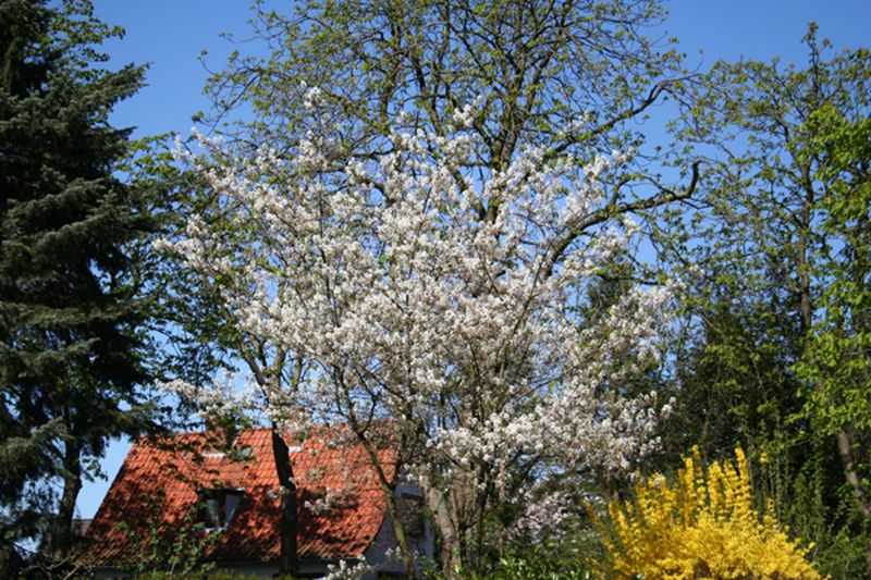 Kupfer-Felsenbirne - Amelanchier lamarckii