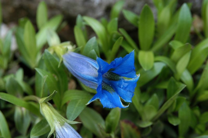Kurzstängeliger Silikat-Enzian - Gentiana acaulis