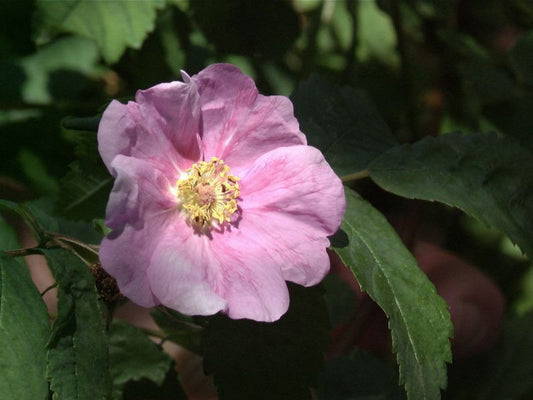 Labrador-Rose - Rosa blanda STR