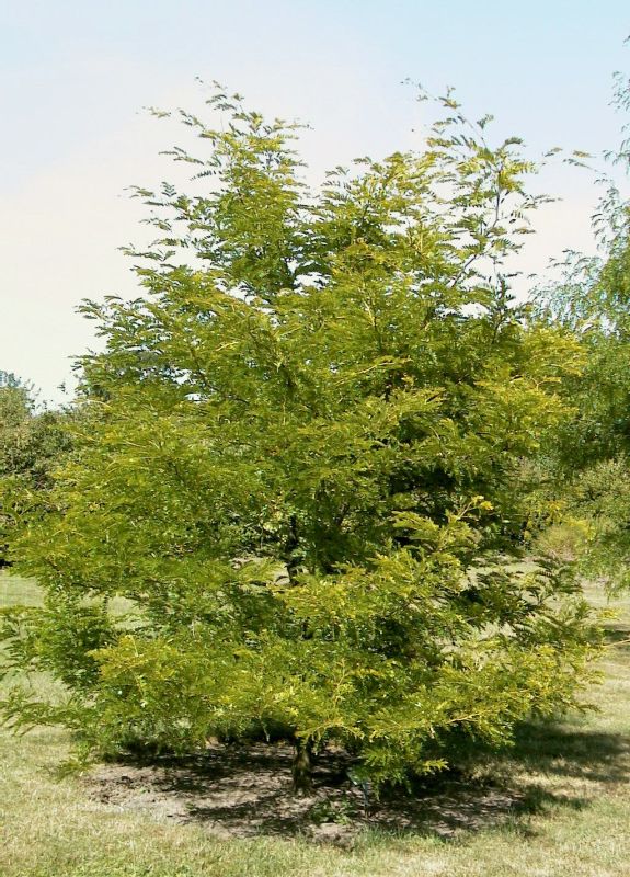 Lederhülsenbaum 'Sunburst' - Gleditsia triacanthos 'Sunburst'