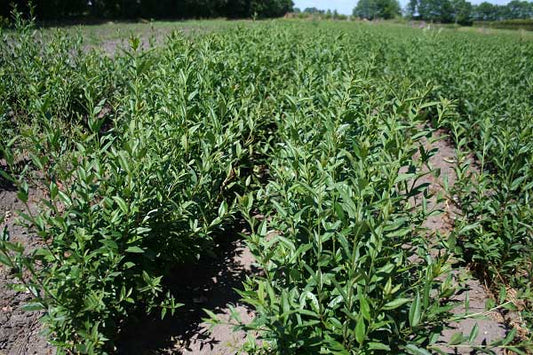 Liguster 'Glaucum' - Ligustrum vulgare 'Glaucum'
