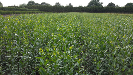 Liguster 'Liga' - Ligustrum vulgare 'Liga'