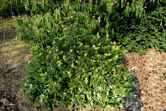 Lorbeer-Schneeball 'Gwenllian' - Viburnum tinus 'Gwenllian'