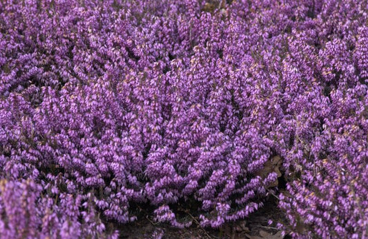 Märzenheide 'March Seedling' - Erica carnea 'March Seedling'