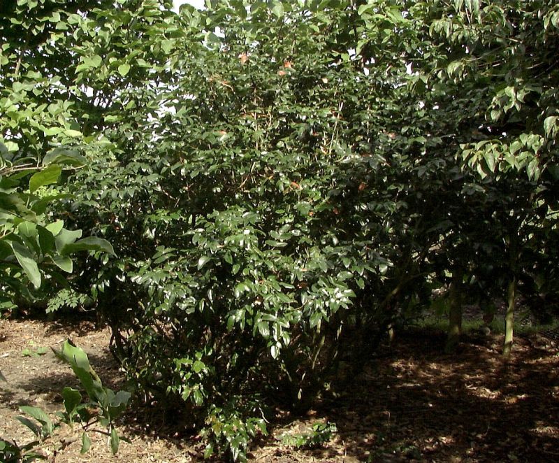 Mahonie 'Smaragd' - Mahonia aquifolium 'Smaragd'