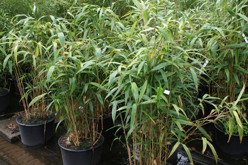 Maketebambus - Pseudosasa japonica