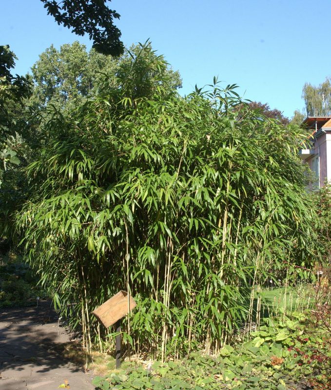 Maketebambus - Pseudosasa japonica