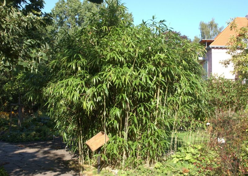 Maketebambus - Pseudosasa japonica