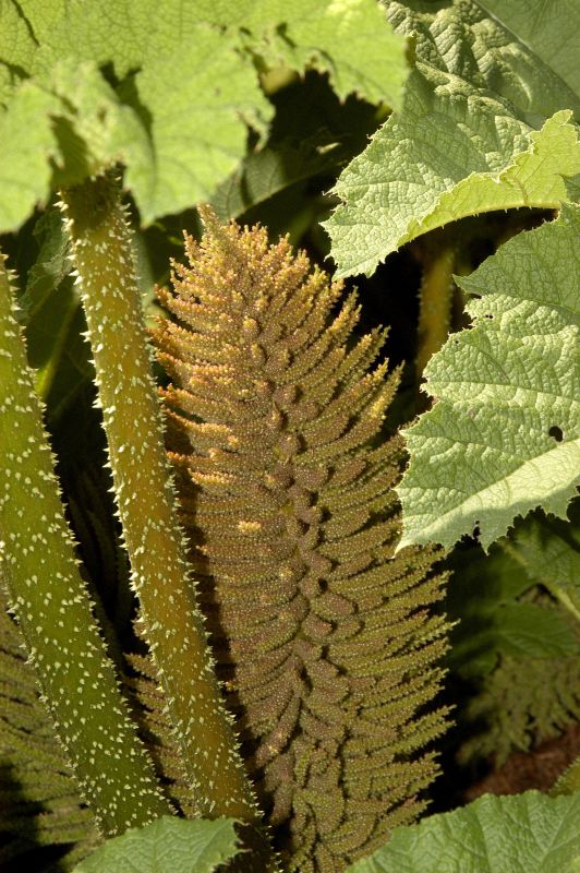 Mammutblatt - Gunnera manicata