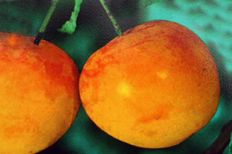 Mirabelle 'Von Nancy' - Prunus syriaca 'Von Nancy' CAC