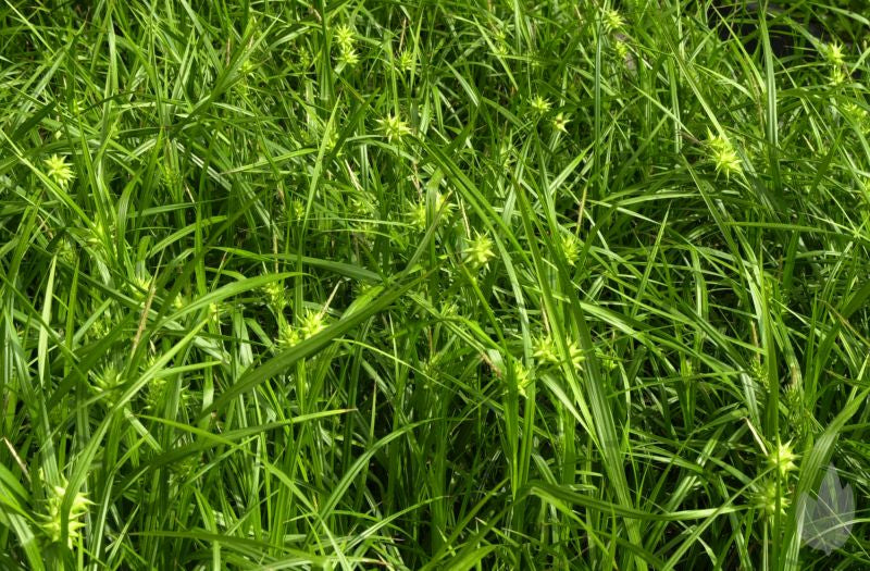 Morgenstern-Segge - Carex grayi