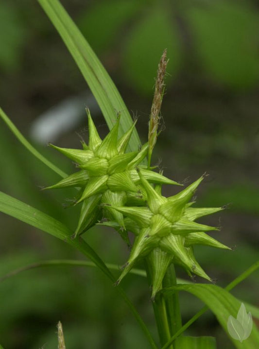 Morgenstern-Segge - Carex grayi