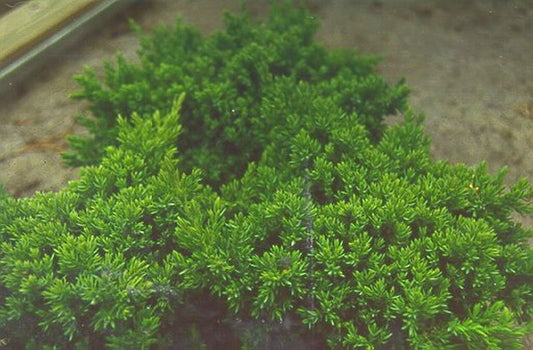 Niederer Zwergwacholder - Juniperus procumbens 'Nana'