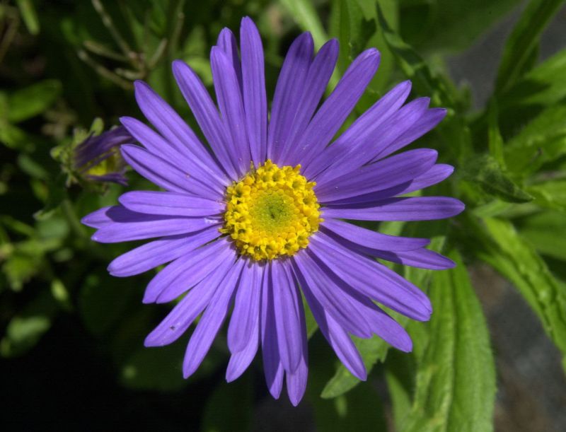 Niedrige Garten-Aster Dunkle Schöne - Aster alpinus 'Dunkle Schöne'