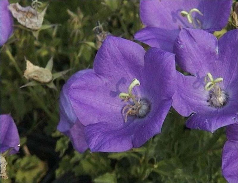 Niedrige Garten-Glockenblume 'Blaue Clips' - Campanula carpatica 'Blaue Clips'