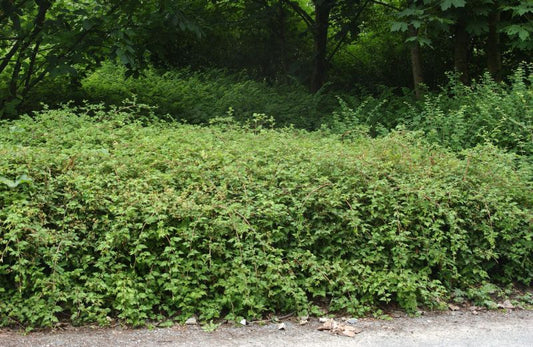 Niedrige Kranzspiere - Stephanandra incisa 'Crispa'