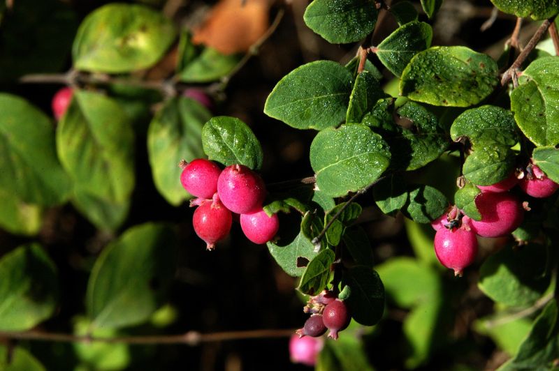 Niedrige Purpurbeere - Symphoricarpos chenaultii 'Hancock'