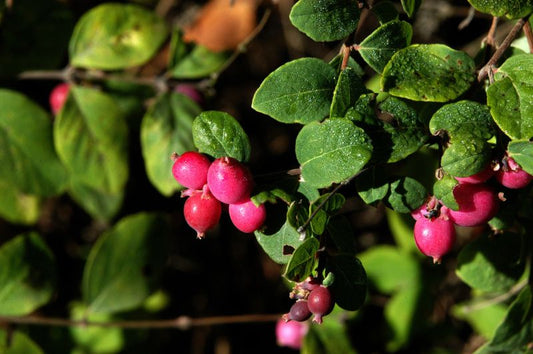 Niedrige Purpurbeere - Symphoricarpos chenaultii 'Hancock'