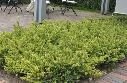 Niedriger Berg-Ilex - Ilex crenata 'Stokes'