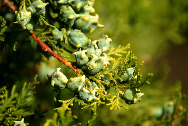 Orient.Lebensbaum - Thuja orientalis